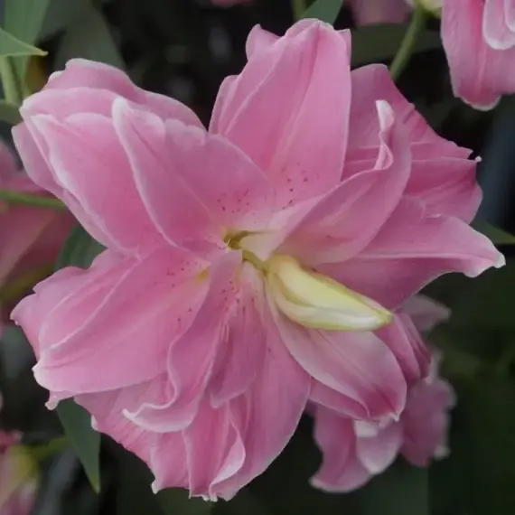 Лилия Лотус Джой восточная махровая