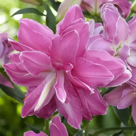 Лилия Лотус Уандер восточная махровая