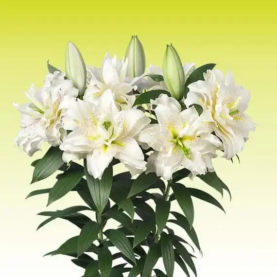 Лилия Зита розовидная восточная