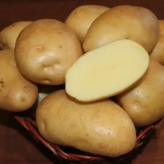Картофель семенной Гулливер (репродукция элита.)