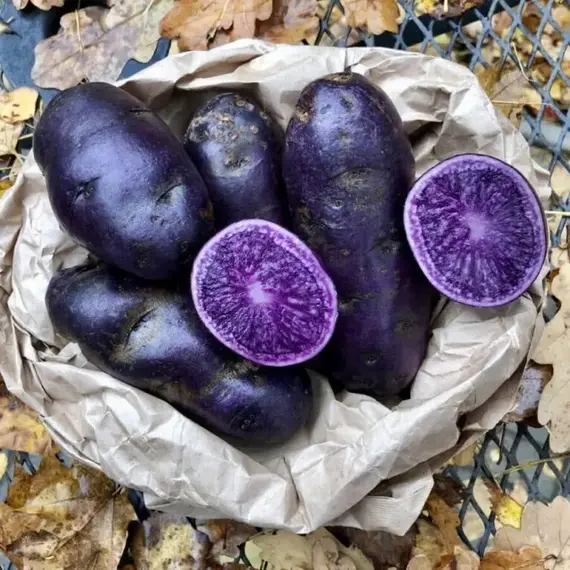 Картофель семенной Гурман (репродукция элита.)