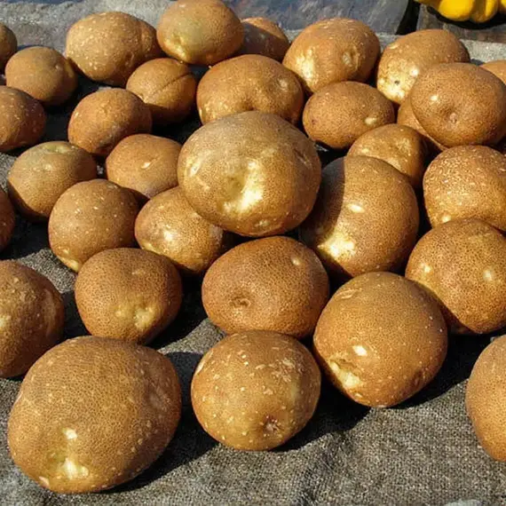 Картофель семенной Киви (репродукция элита.)