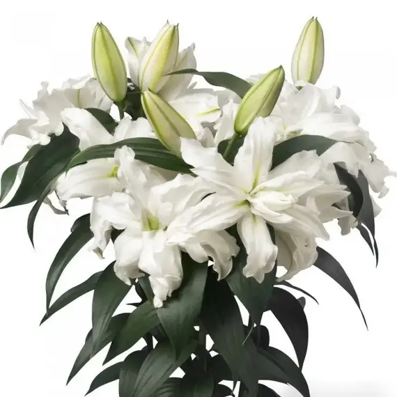 Лилия Луна розовидная восточная