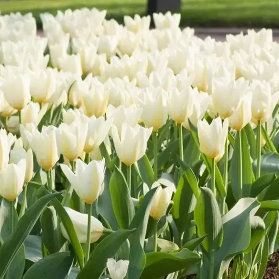 Тюльпан Фостера Пуриссима