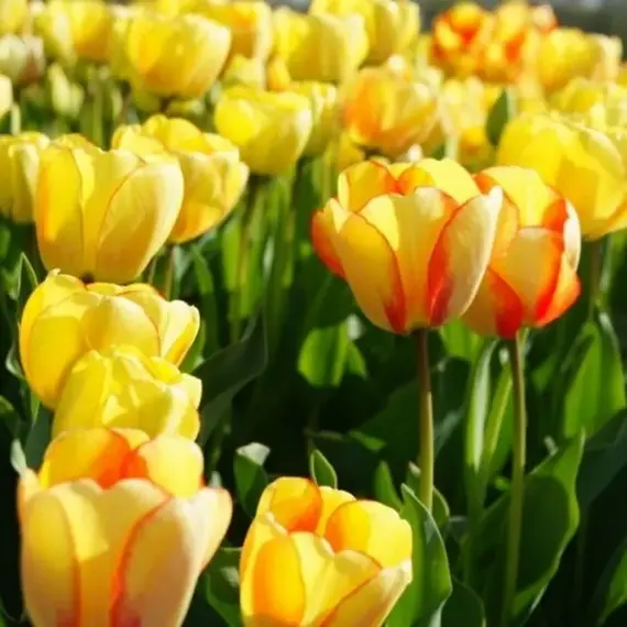 Тюльпан Дарвинов гибрид Бьюти оф Спринг