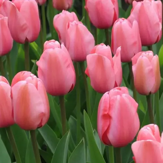 Тюльпан Дарвинов гибрид Пинк Импрешн