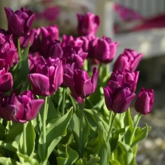 Тюльпан простой поздний Пассионале