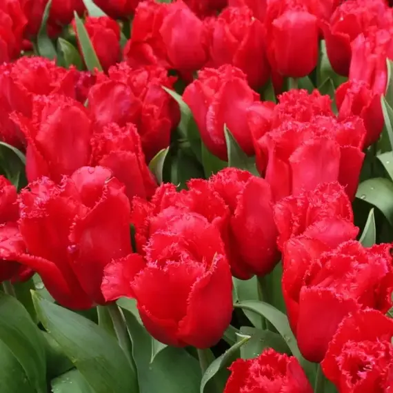 Тюльпан бахромчатый Бургунди Лейс