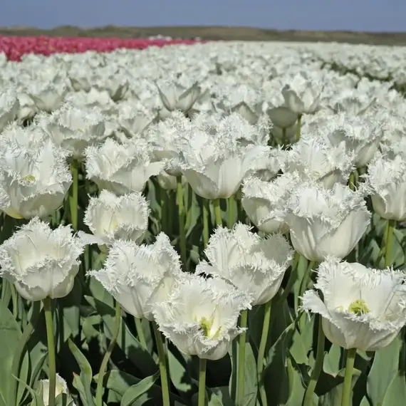 Тюльпан бахромчатый Ханимун