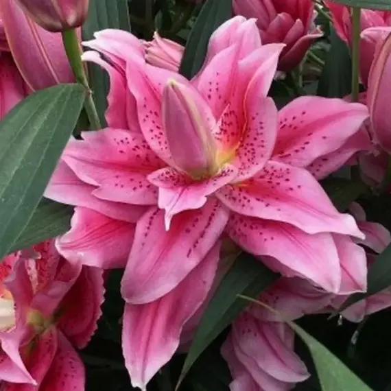 Лилия Талисса розовидная восточная