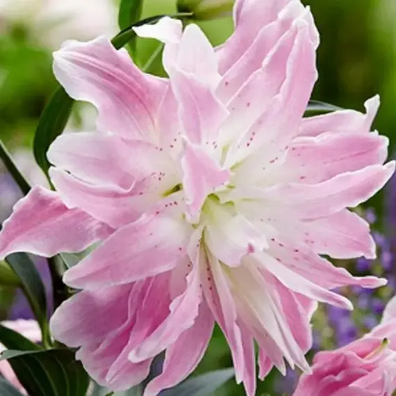 Лилия Лотус Элеганс восточная махровая