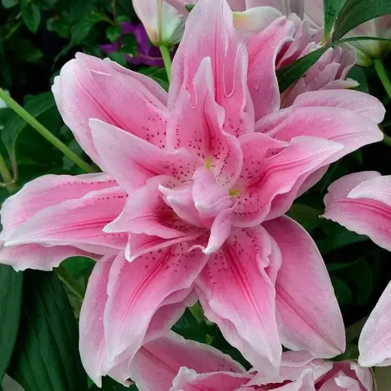 Лилия Изабелла розовидная восточная