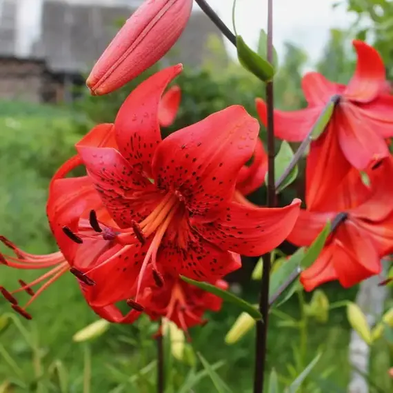 Лилия Ред Лайф тигровая