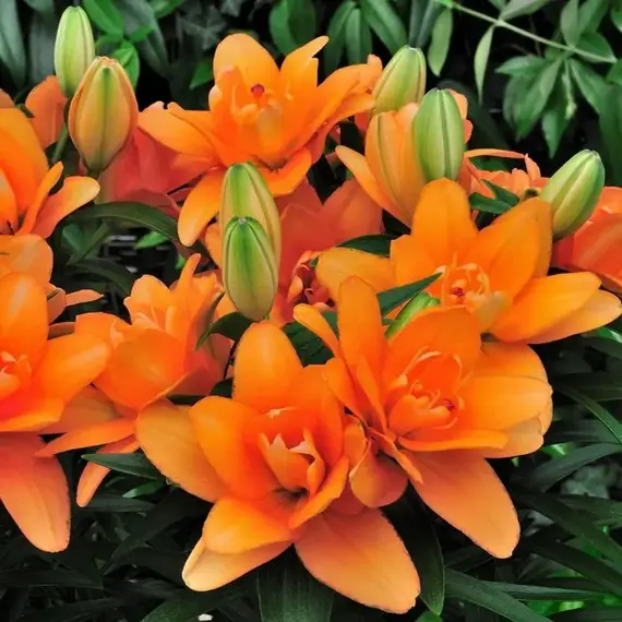 Лилия Тайни Дабл Датч азиатская