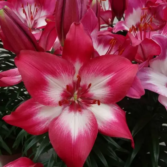 Лилия Тайни Даймонд азиатская