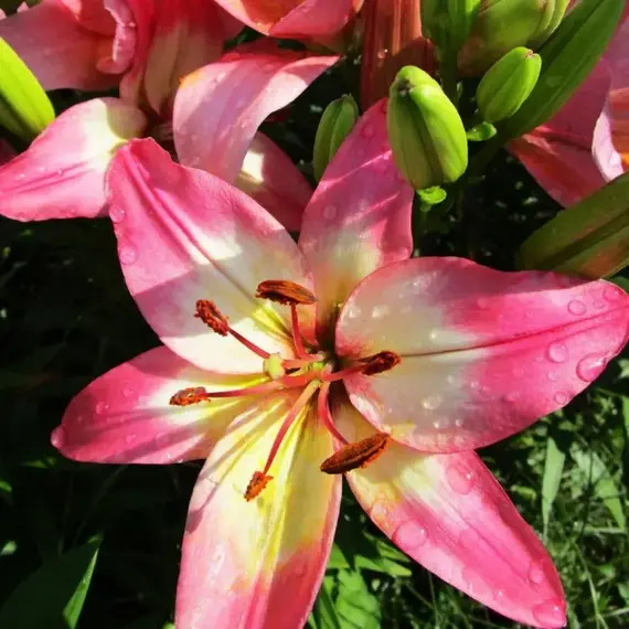 Лилия Лоллипоп азиатская