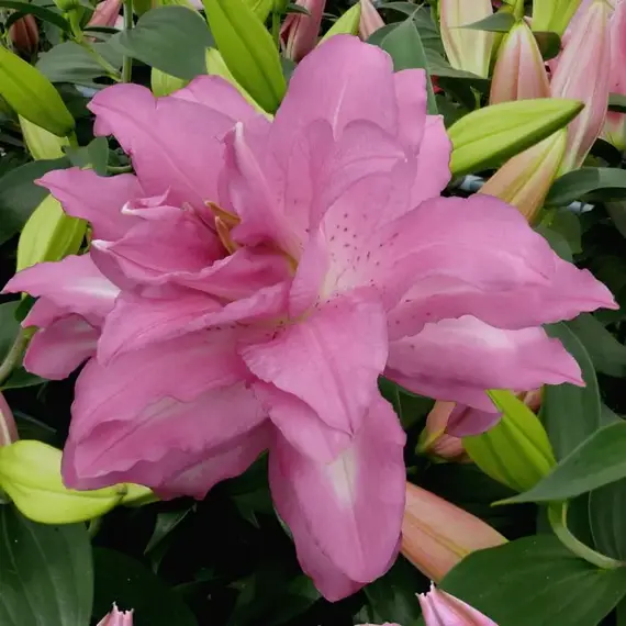 Лилия Лотус Дрим восточная махровая