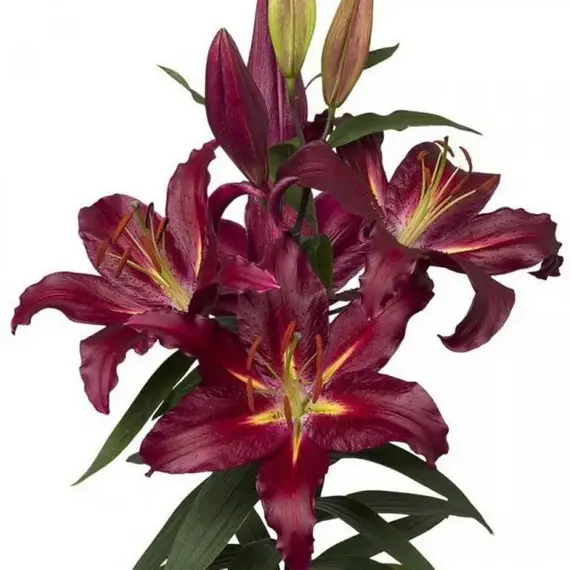 Лилия Коммитмент восточная