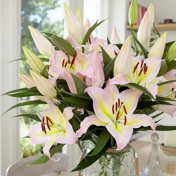 Лилия Фокус Покус восточная