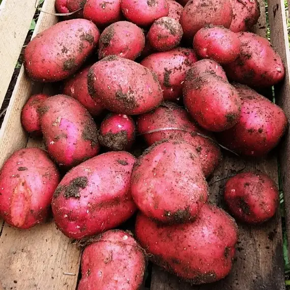 Картофель семенной Мемфис (1 кг/уп - репродукция элита, суперранний)