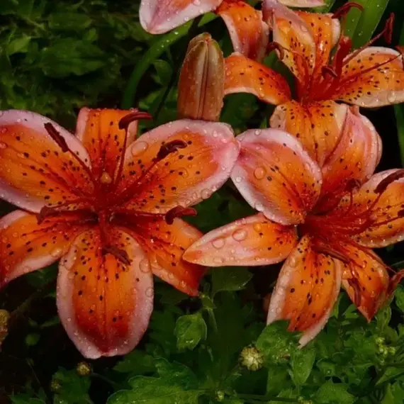 Лилия Электрик азиатская