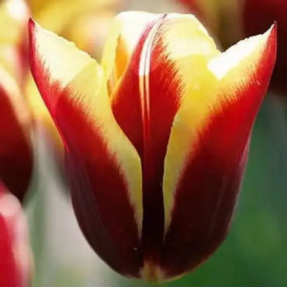 Тюльпан Gavota.