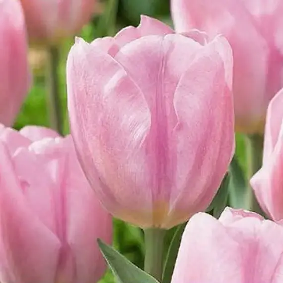 Тюльпан Synaeda Amor.