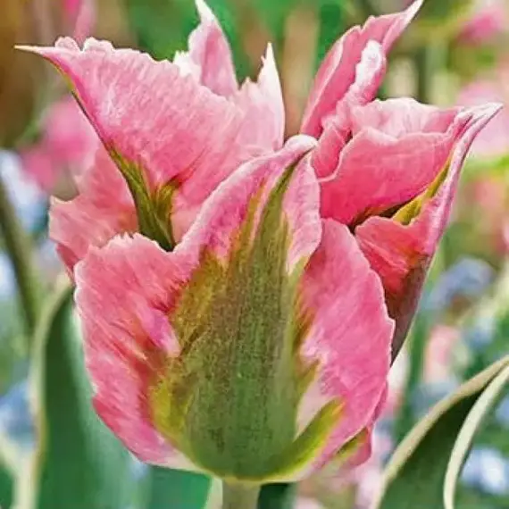 Тюльпан China Town.