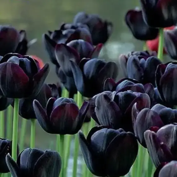 Тюльпан Queen Of Night.