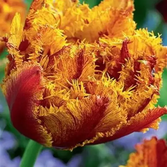 Тюльпан Bastia.