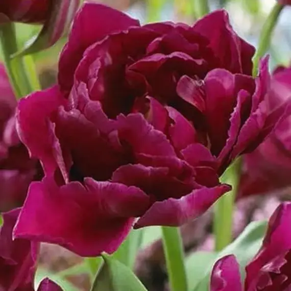 Тюльпан Showcase.