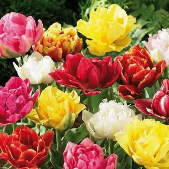 Тюльпан Махровый ранний Mix.