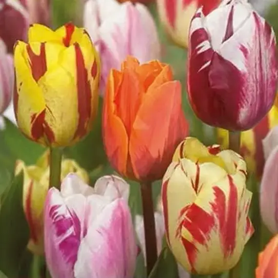 Тюльпан Flaming Beauty Mix.