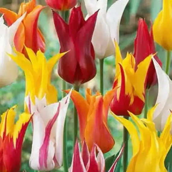 Тюльпан Лилиецветный Mix.