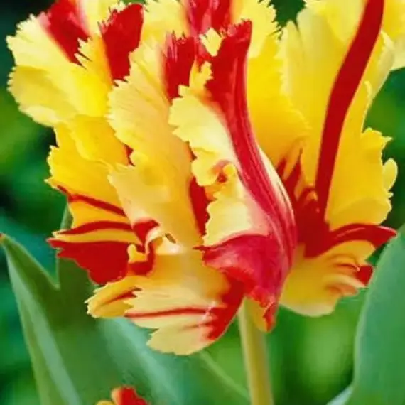 Тюльпан Flaming Parrot.