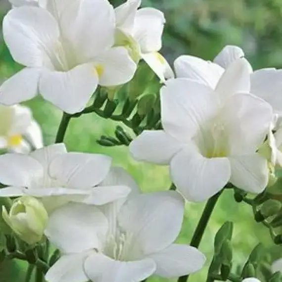 Фрезия Уайт