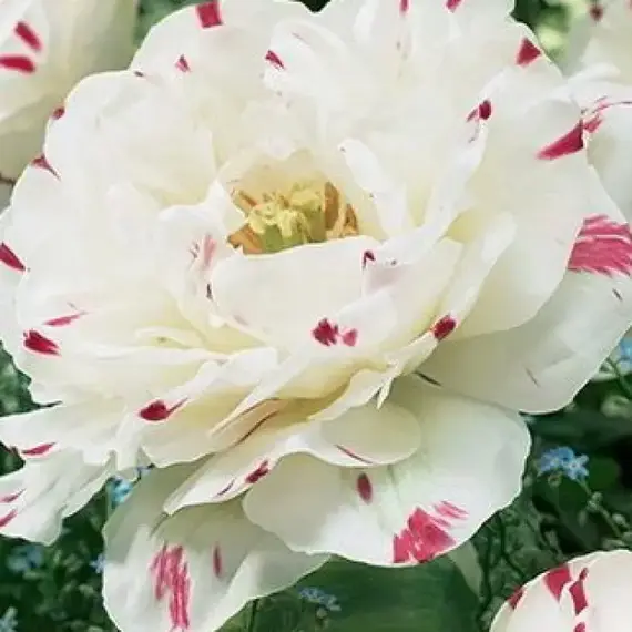 Тюльпан Danceline.