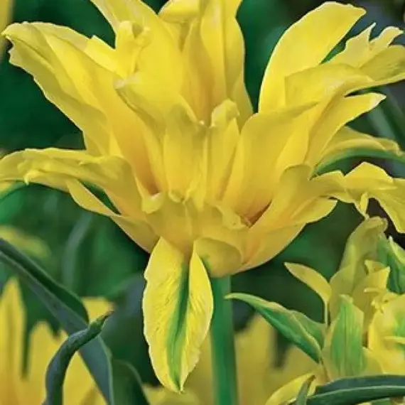 Тюльпан Yellow Spider.