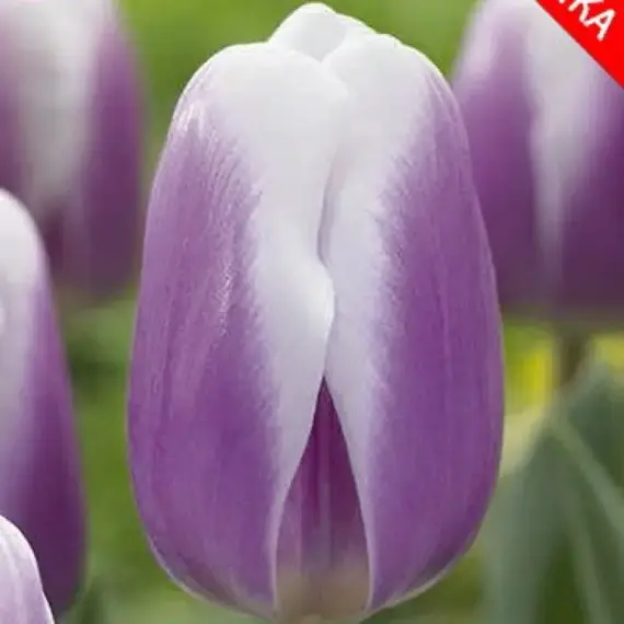 Тюльпан Librije.