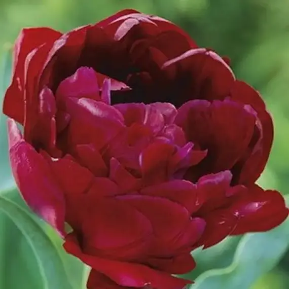 Тюльпан Double Red / Махровый красный.