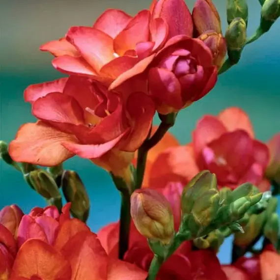 Фрезия красная