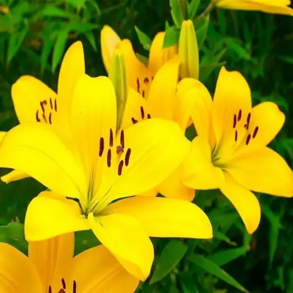 Лилия Йеллоу азиатская