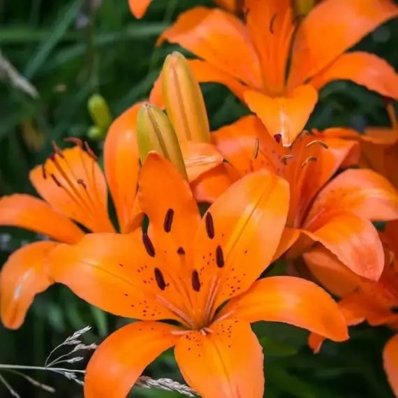 Лилия Оранж азиатская