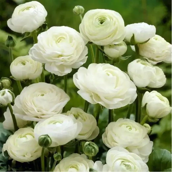 Ранункулюс (лютик) азиатский Уайт