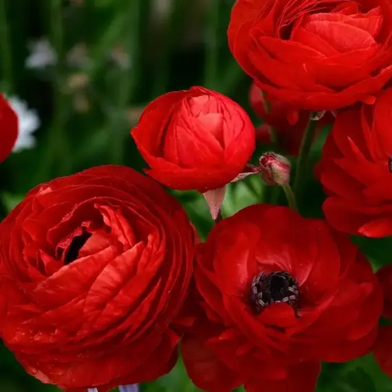 Ранункулюс (лютик) азиатский Ред