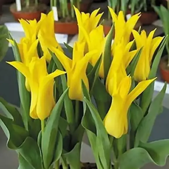 Тюльпан лилиецветный Шедем