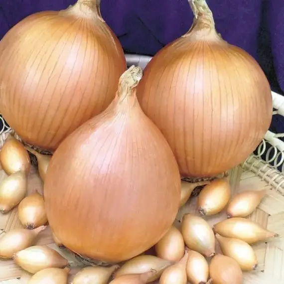 Лук-севок Стурон разбор 10/21 (1 уп. - 350 гр)