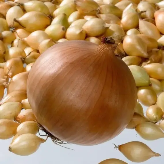 Лук-севок Коррадо F1 разбор 14-21 (1 уп. - 500 гр)