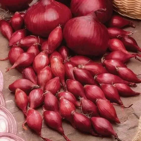 Лук-севок Россана разбор 14-21 (1 уп. - 500 гр)