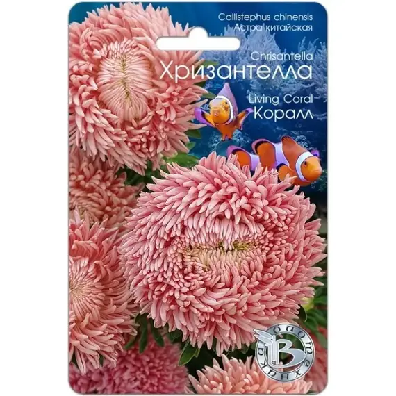 Семена Астра китайская Хризантелла Коралл (а/ф Биотехника)